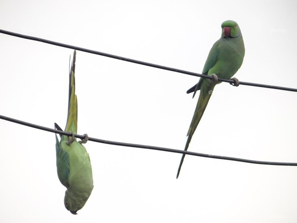 Parrots perching on cable