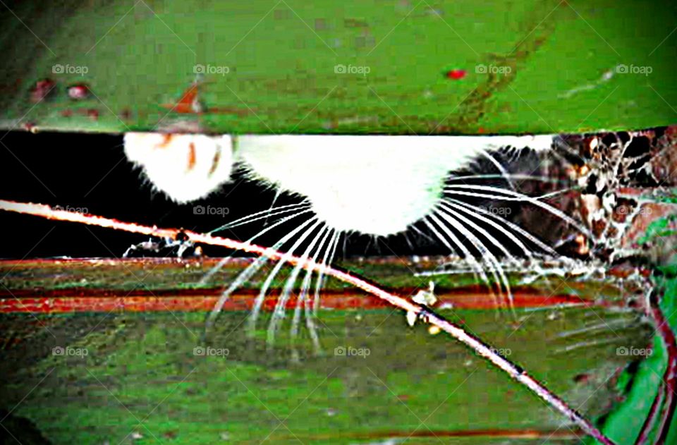 Acho que vi um gatinho