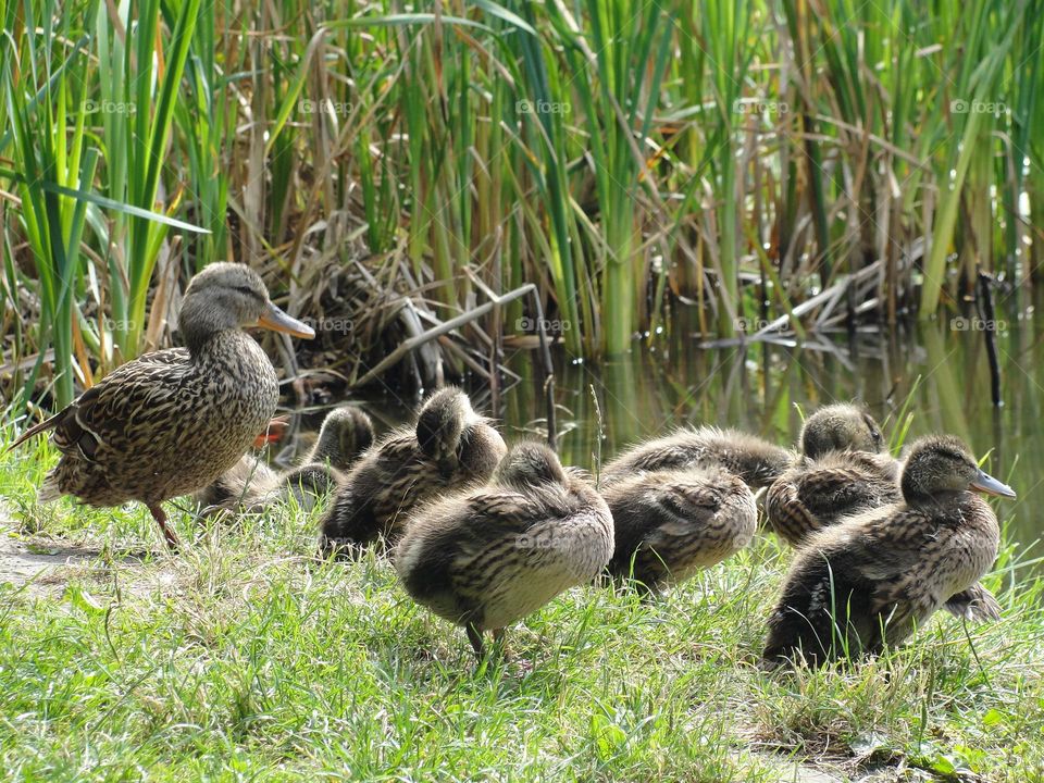 Duck with ducklings