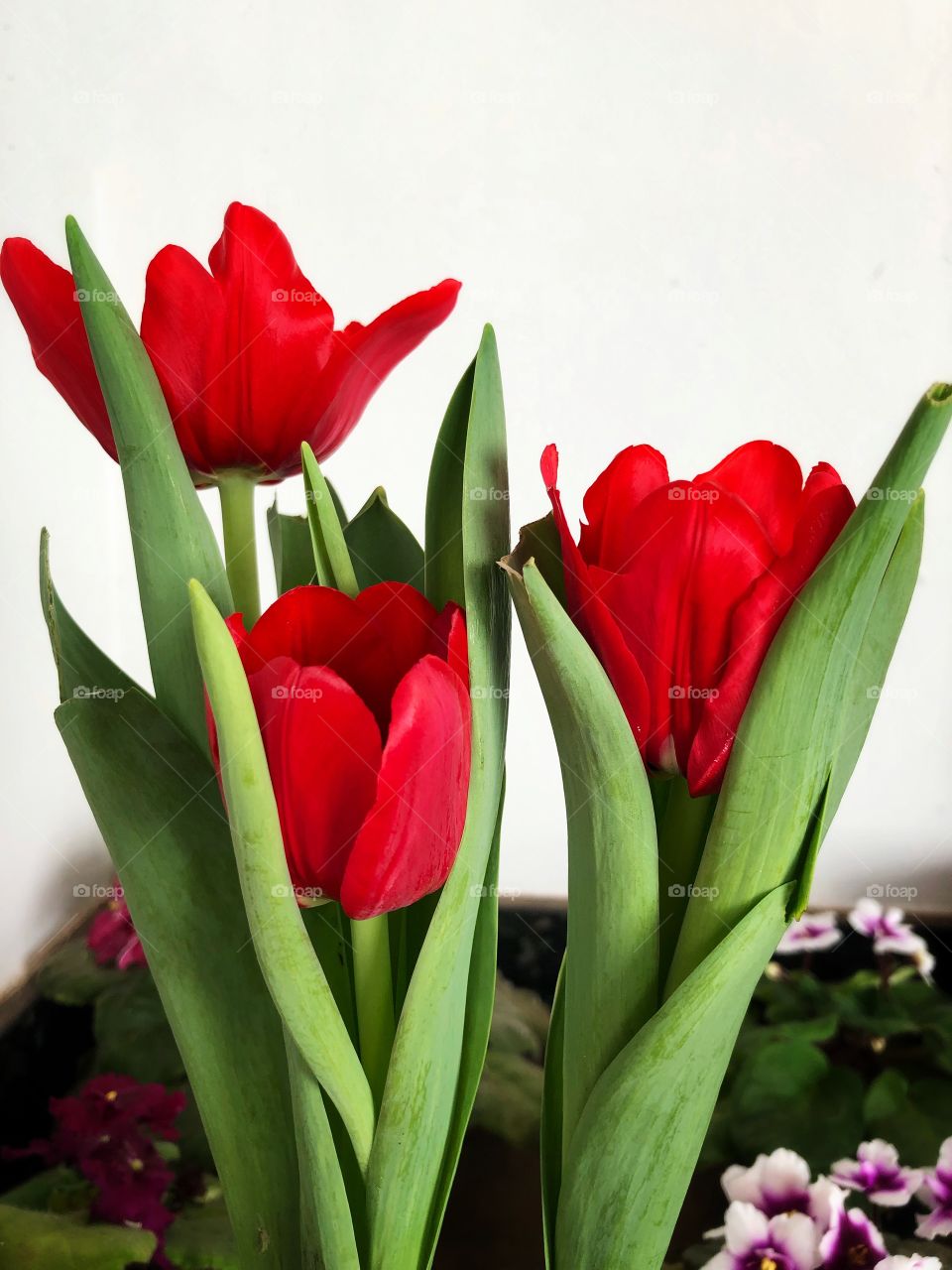 Tulips. Beautiful and Delicate flowers. Red Tulips mean true and eternal love. Romance is in the air...