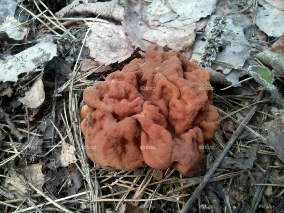 No Person, Fungus, Wood, Ground, Nature