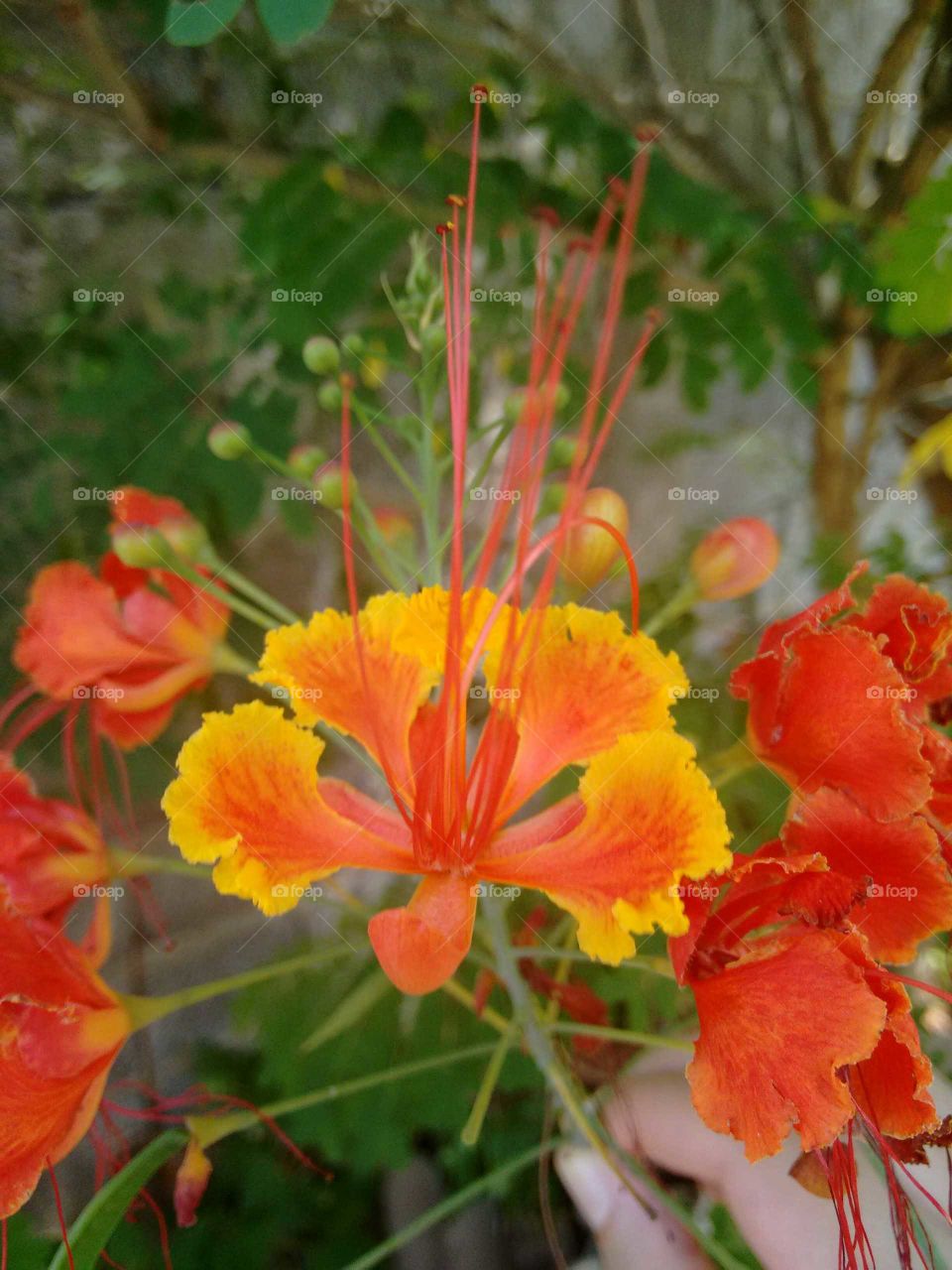Caesalpinia pulcherrima, flower poinciana