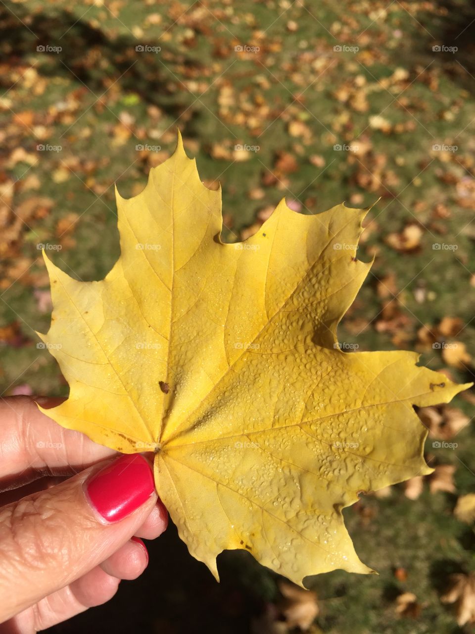 Yellow leaf