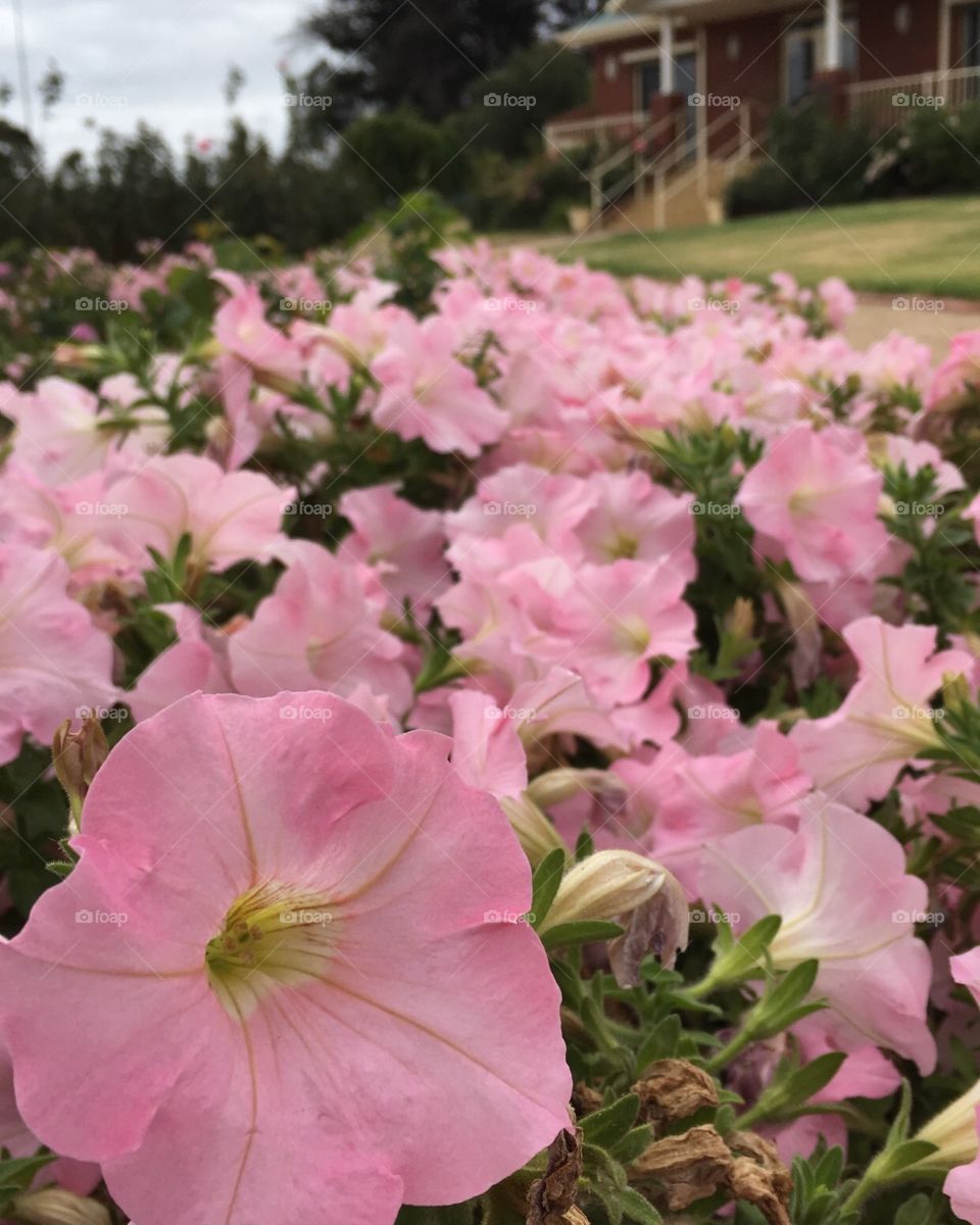 Pink Flowers At The Mornington Botanical Garden