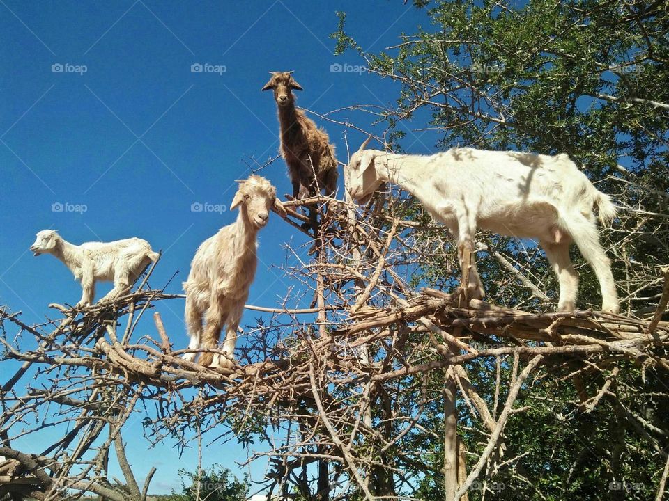 Beautiful goats on argania spinosa tree in Morocco.