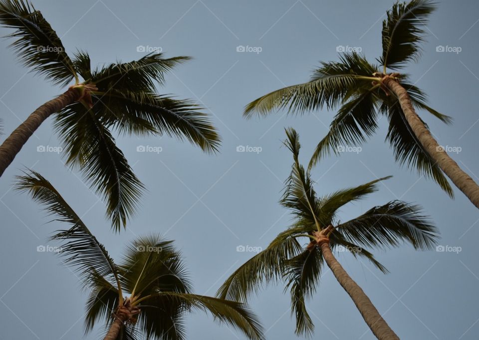 Palm trees 
