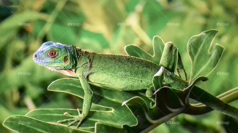 Verde como a natureza