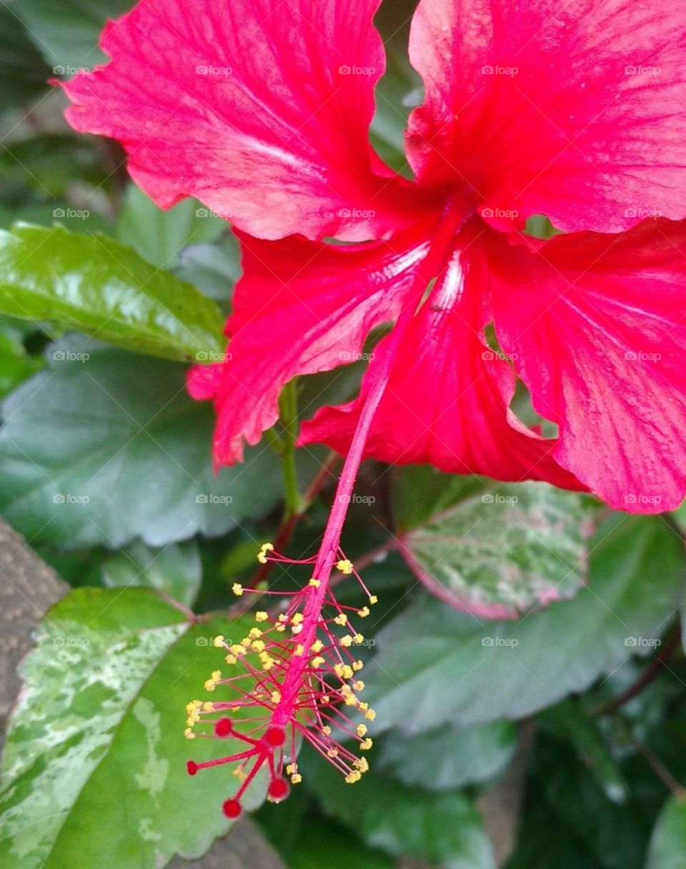 Red Hibiscus