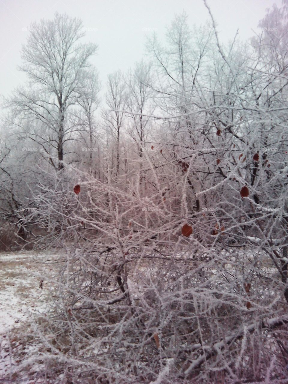 Winter, Tree, Frost, Branch, Season