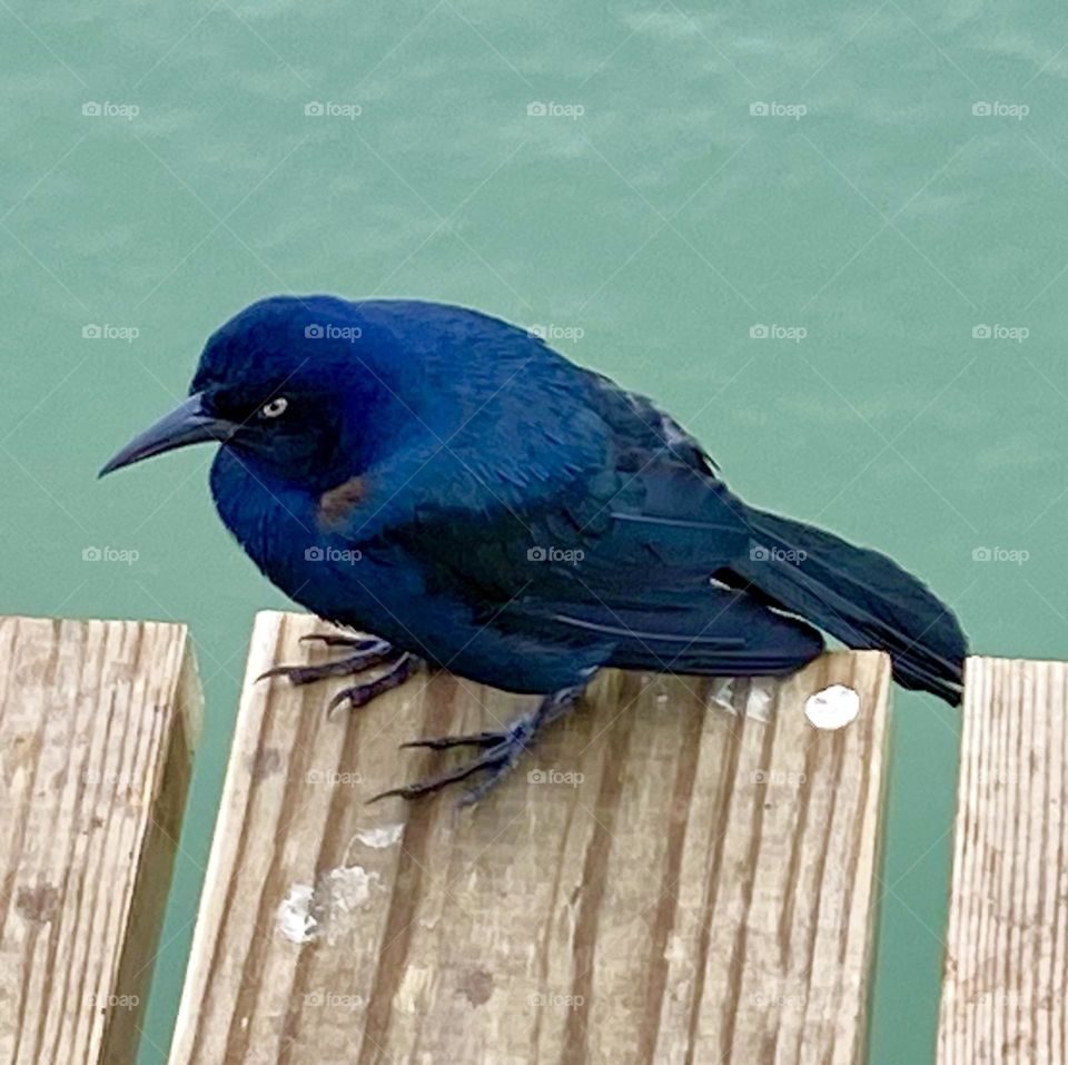 Boat-tailed grackle, beach black bird on pier 