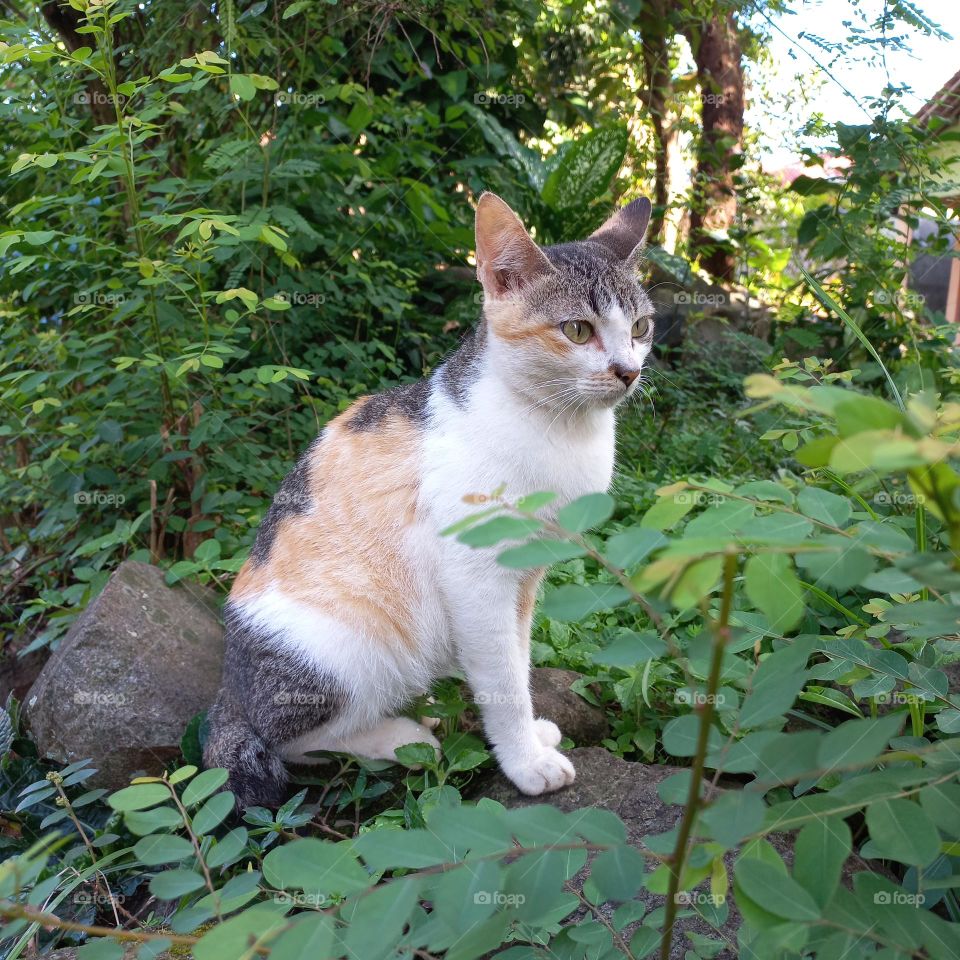 A beautiful and cute cat among the weeds