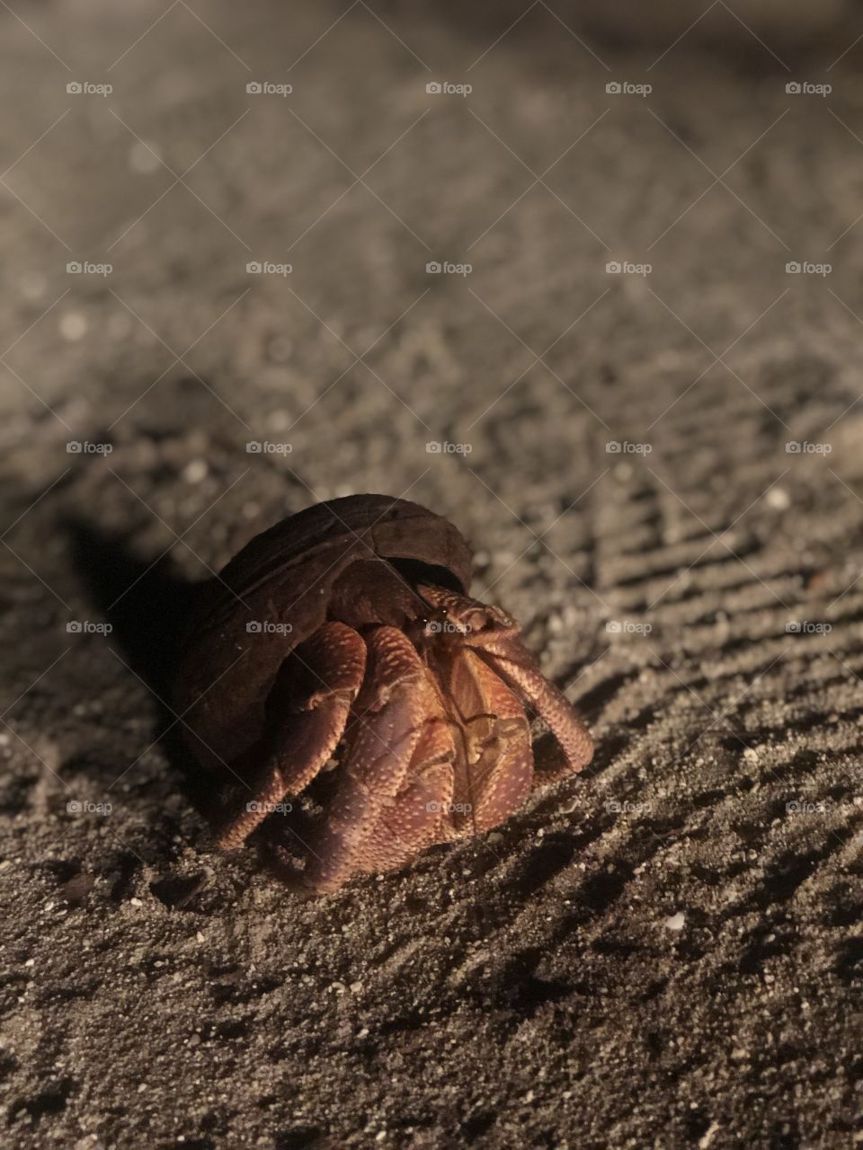 Coconut shell was used as a dress or cover by nice red hermit crab in the full moon night of 18th June 2019. 