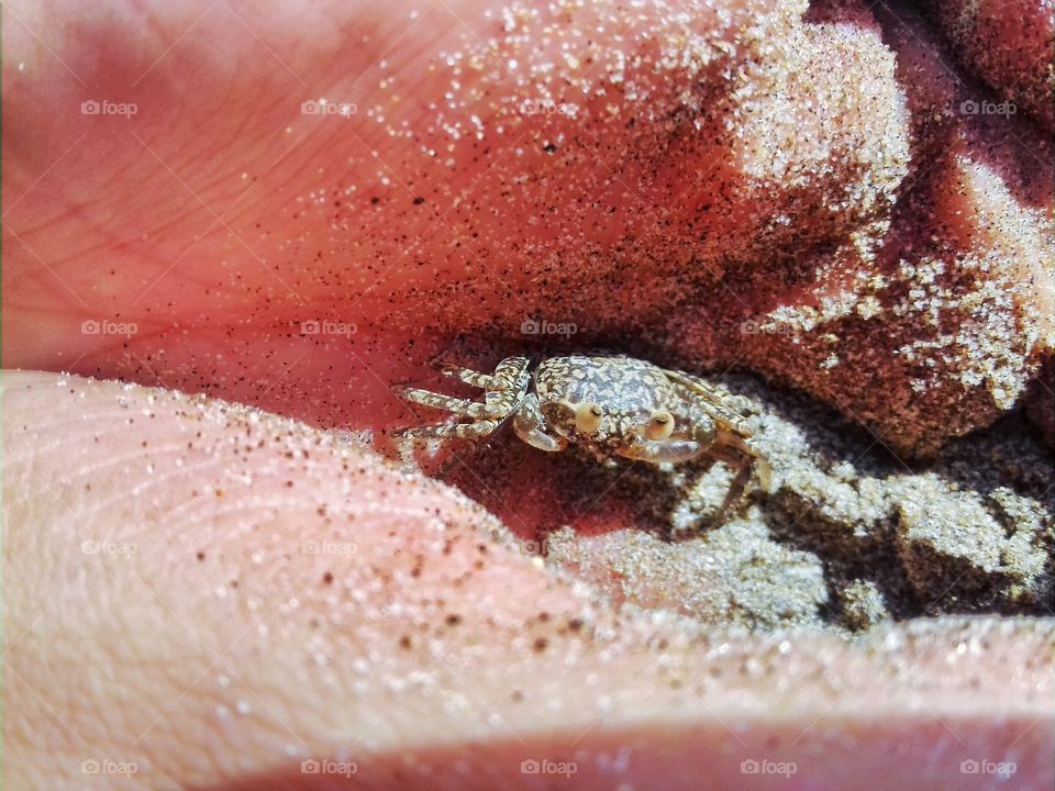 small crab 😊