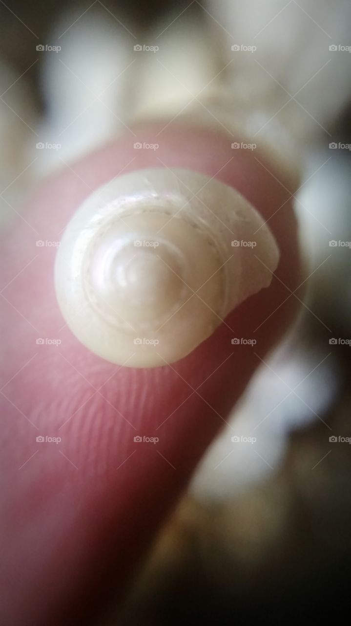 Tiny seashell on fingertip.