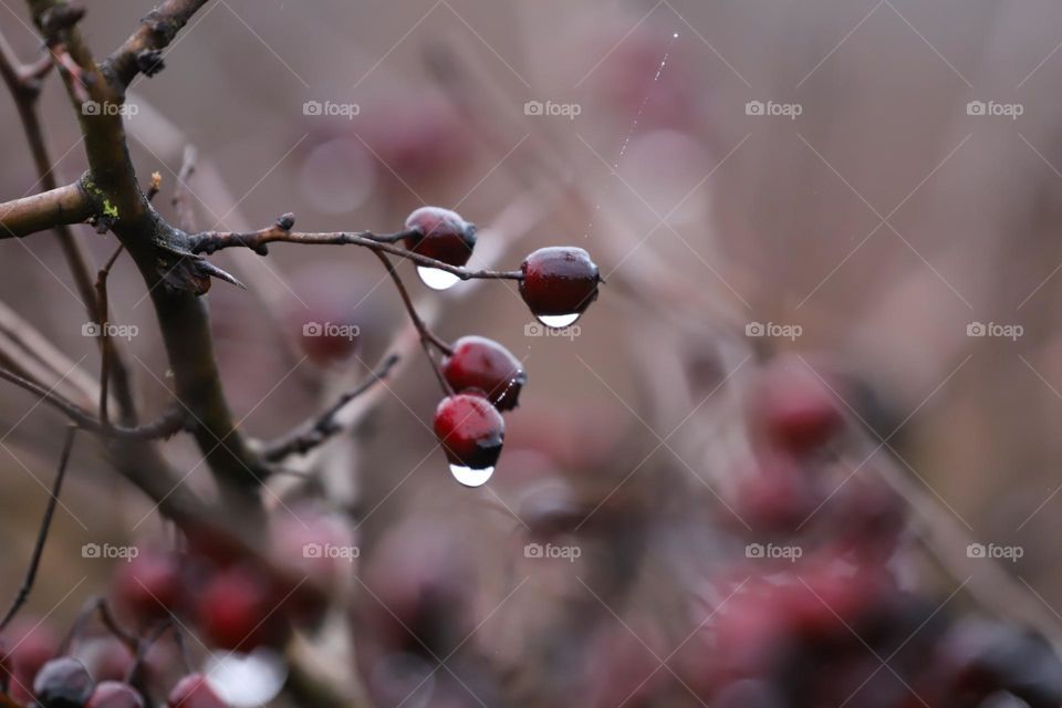 Raindrops on a dry plant, closeup 