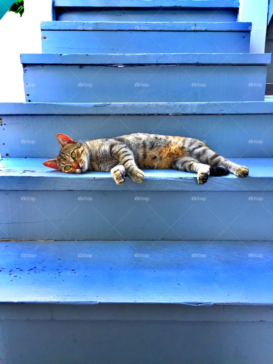 Cat laying on the staircase, Lazy cat lounging, Cat laying on the stairs, Cat acting lazy, Cat on the stairs, Cute Cat Portrait
