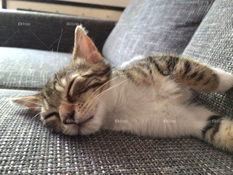 Haru loves to sleep 😺

