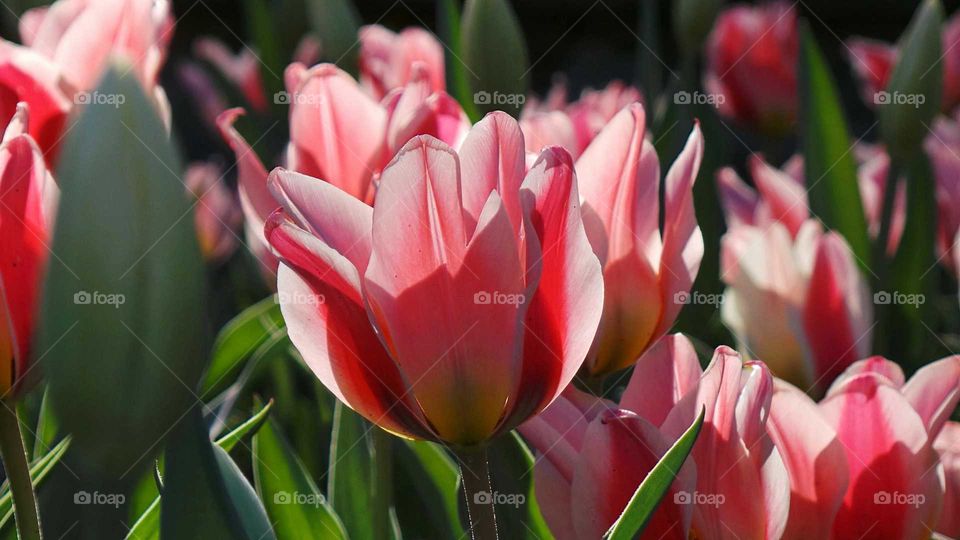 Close-up of a pink tulips