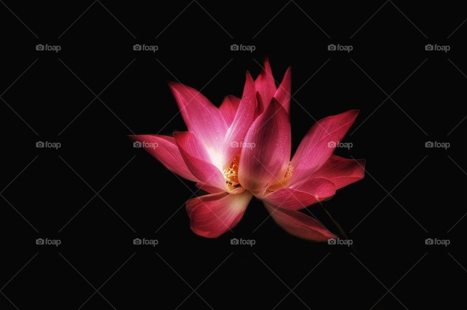 Blooming.  Lotus flower petal isolated on black background