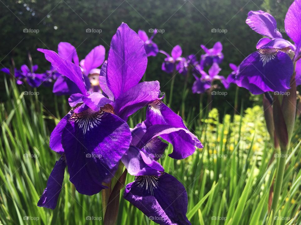 Spring is here Siberian Iris in the morning sun