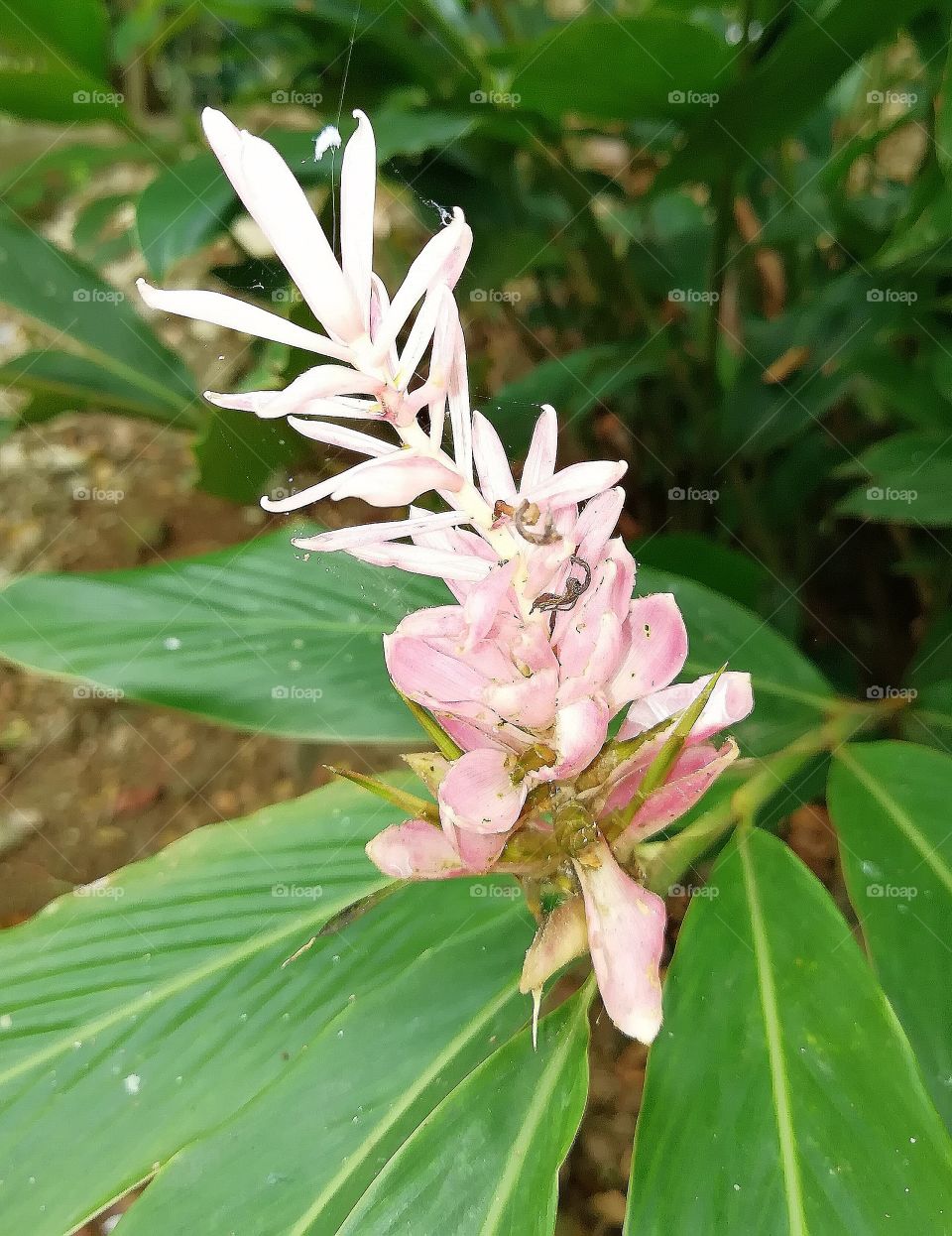 Baby pink flower. Looks exotic and elegant!
