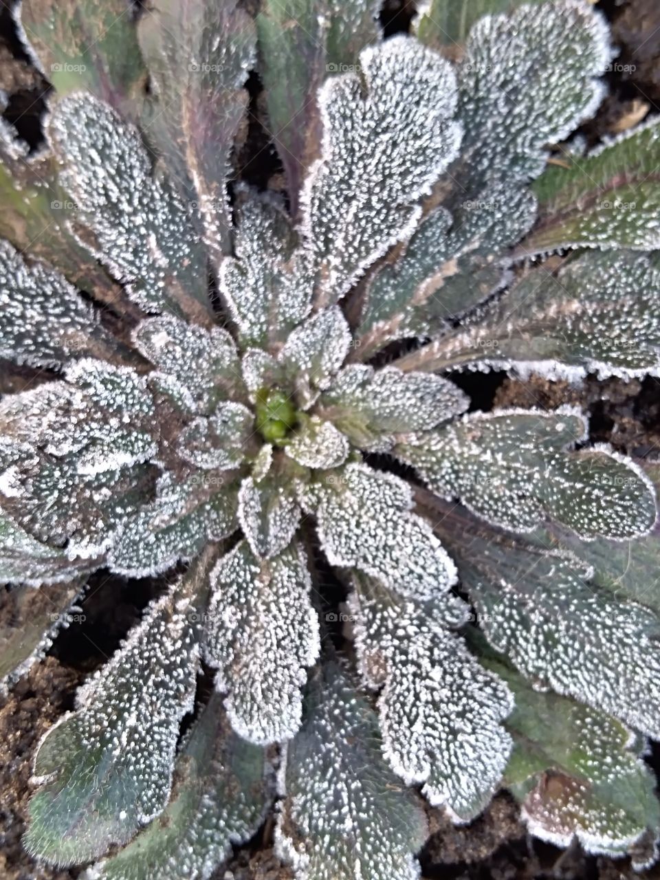 beautiful picture of a frozen plant