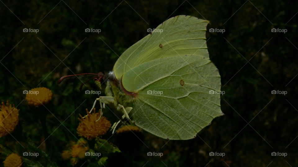 Schmetterling auf einer Blume