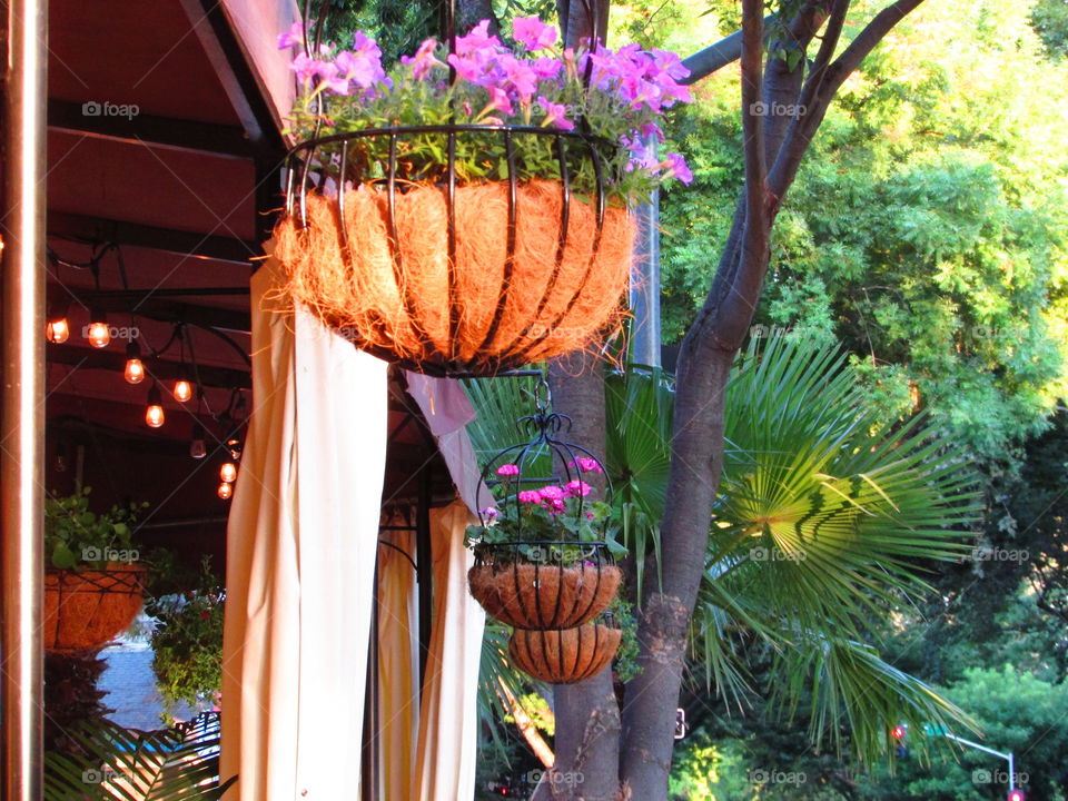 potted flower plants