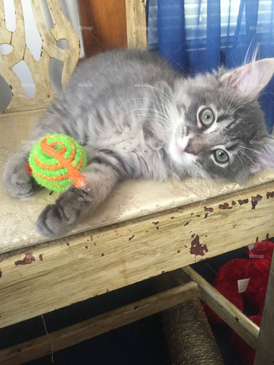 Who wants to play? This little pretty girl kitten is waiting and willing. Play fetch with her