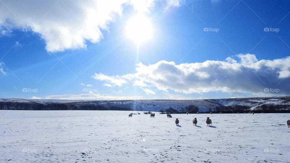 sheeps in the snow