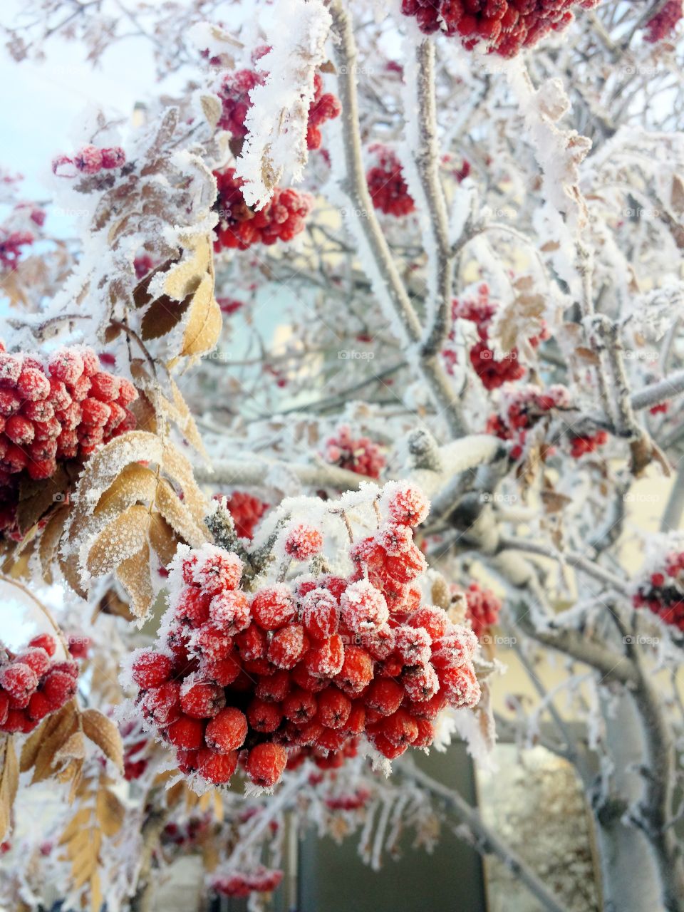 Frozen Mountain Ash berries