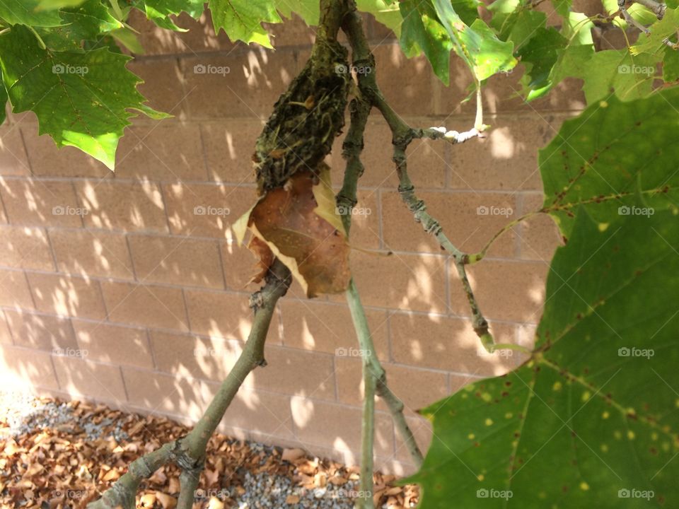 Hummingbirds nest in NM