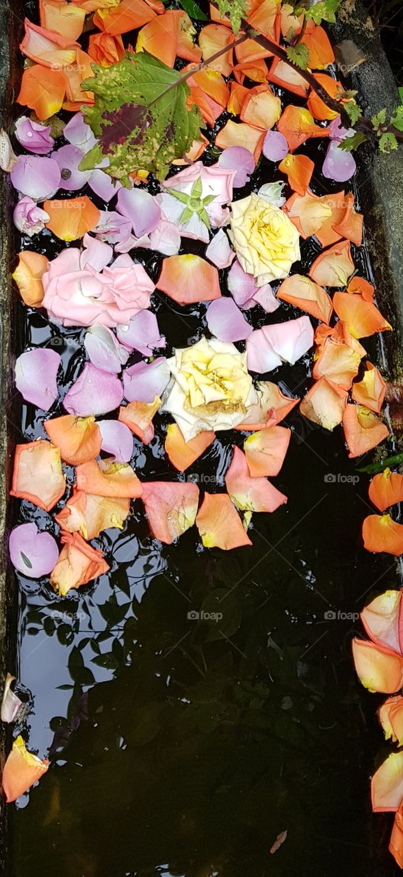 rose petals