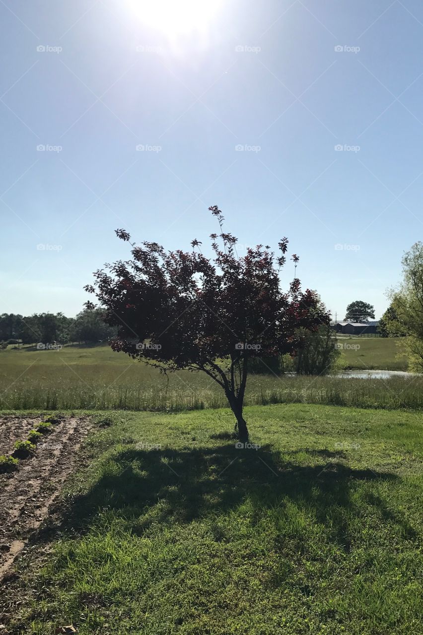 Lone tree in the country