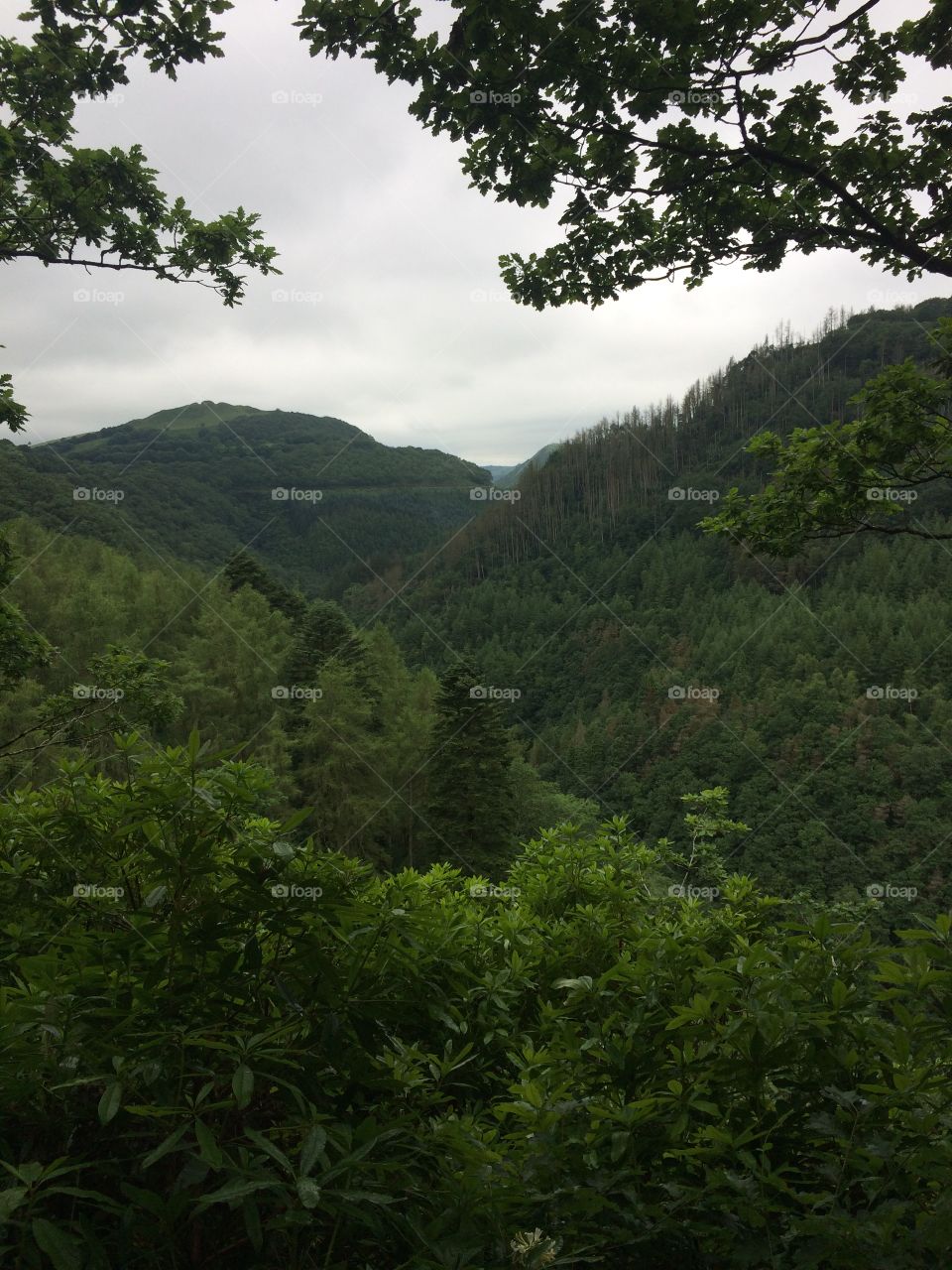 Mountainous forests of wales
