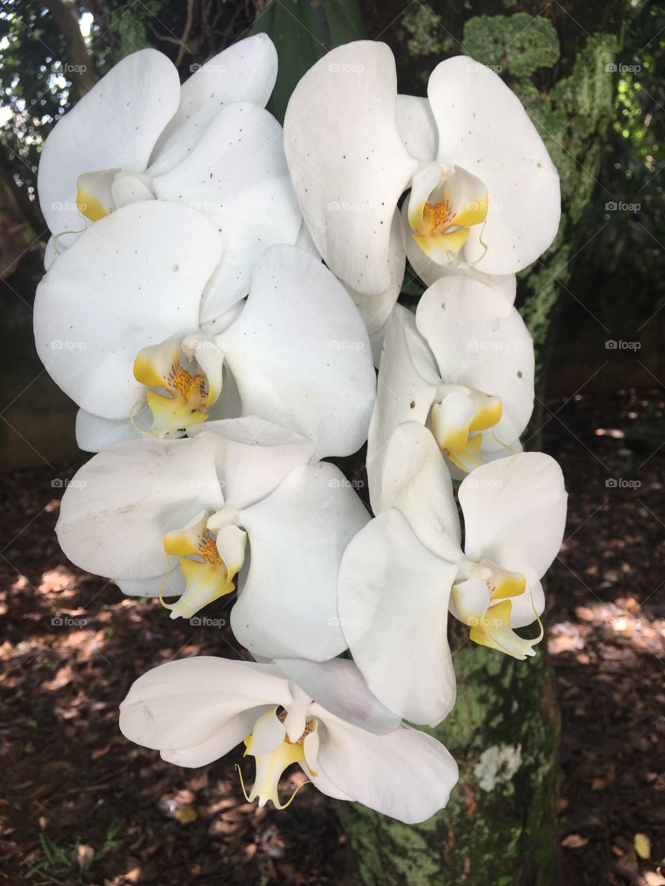 Orquídeas da Vovó Lalá! Que beleza... a natureza nos proporciona essas plantas maravilhosas.