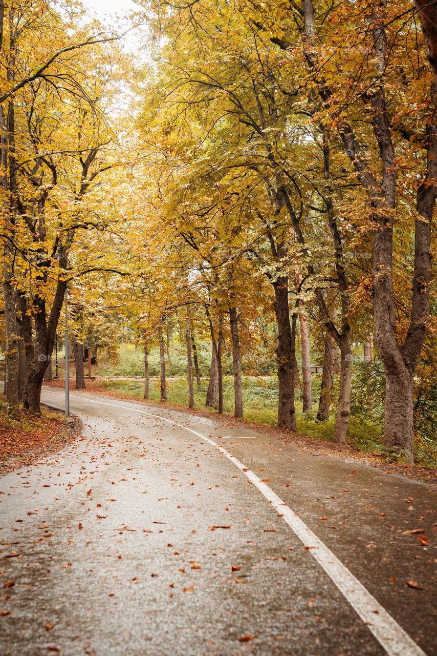 beautiful magical forest