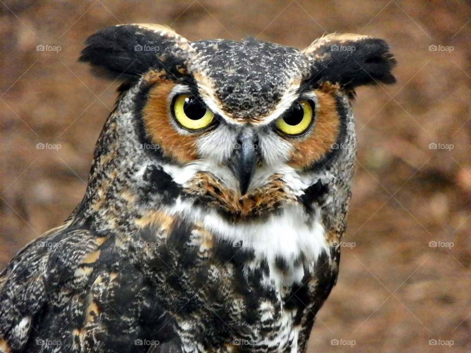 Great Horned Owl. rehab animal