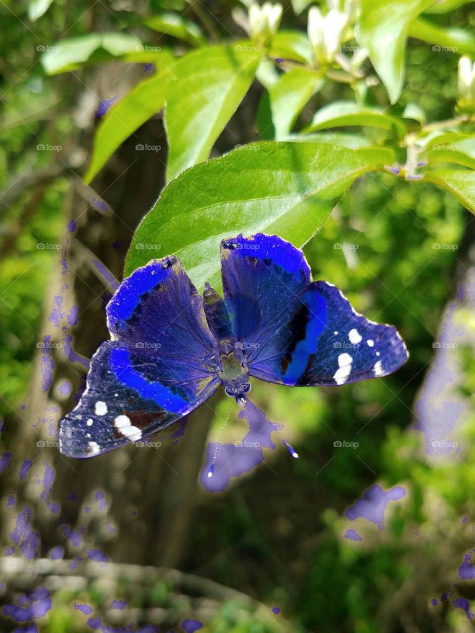 butterfly blues