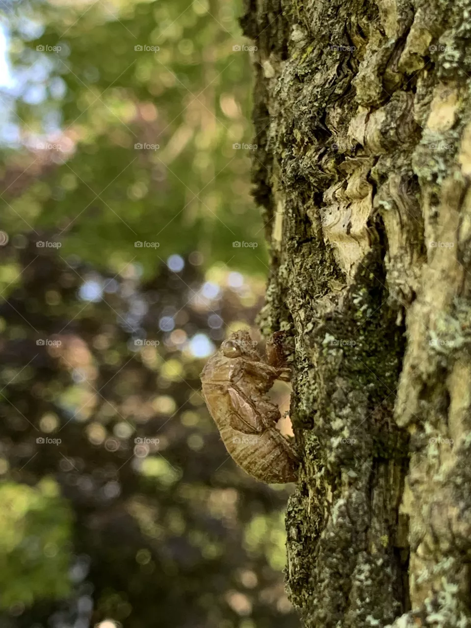Insect shell