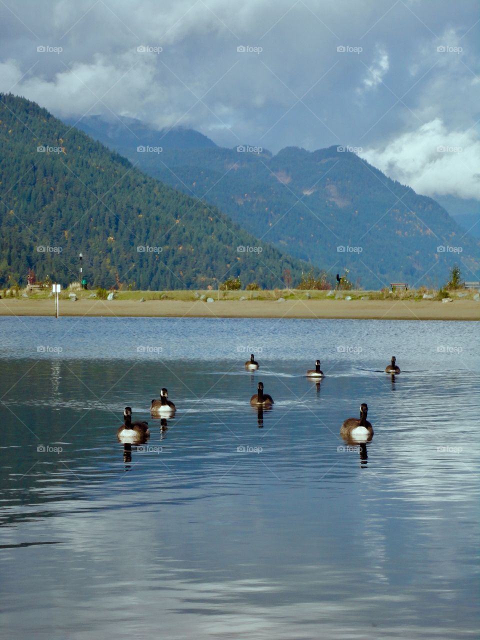 Geese with scenic background