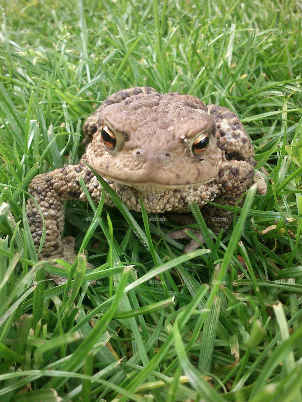 Frog in the grass