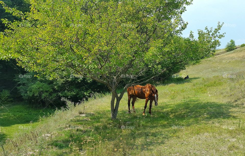 No Person, Grass, Nature, Rural, Summer