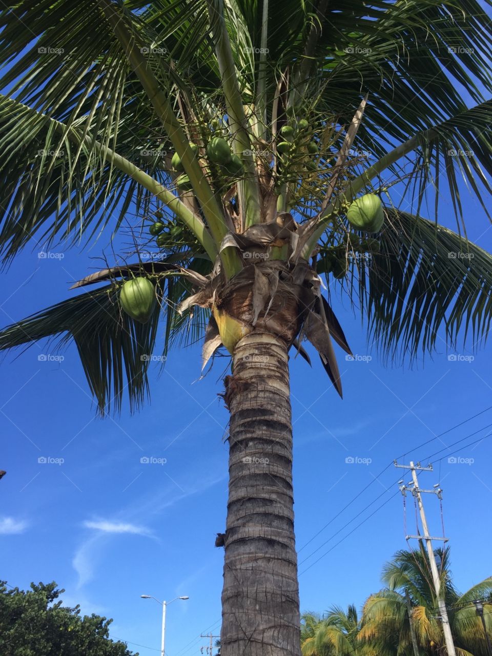 #palm #sky #nature #florida