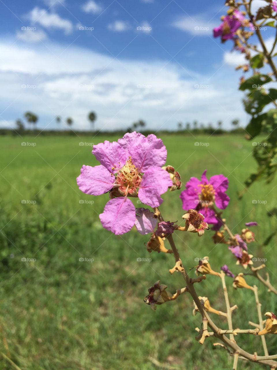 Flowers in countryside 