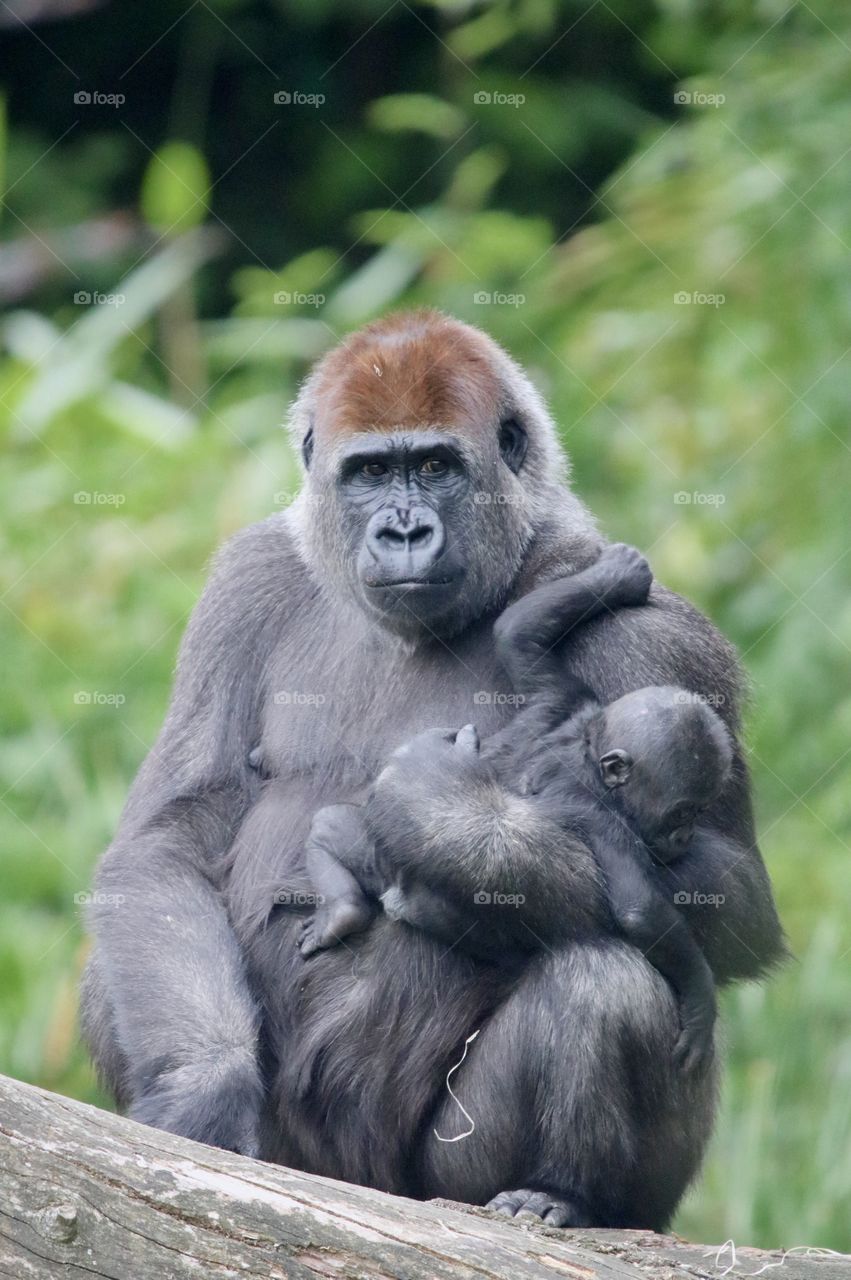 gorilla with a small gorilla