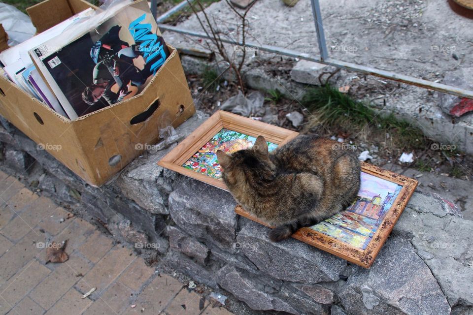 A tabby cat sits on a framed colorful painting at a flea market in a city between things 