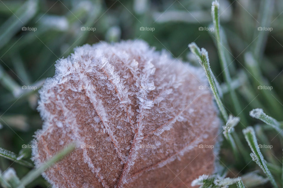 Ice Frosted Leaf