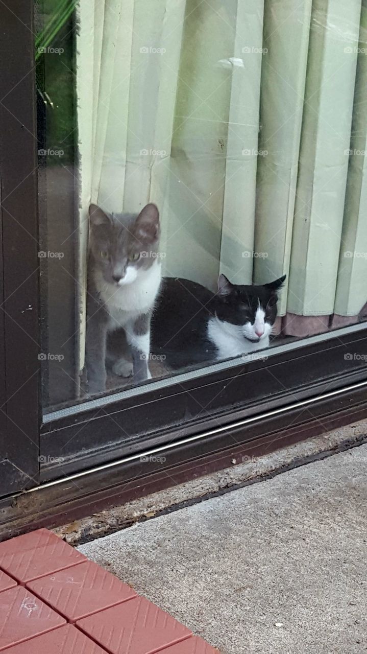 cats looking out window