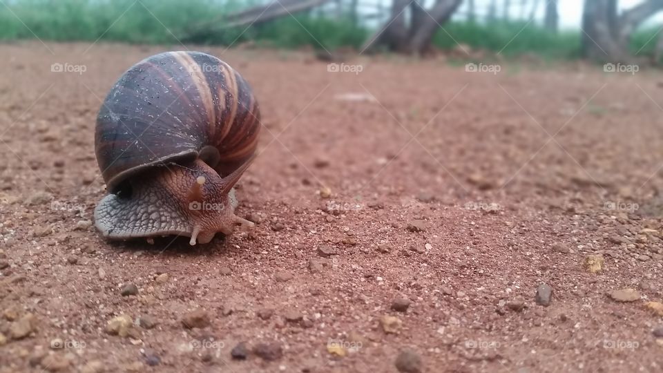Snail geting out